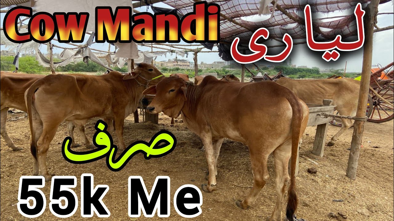Liyari Cow Mandi Latest Update |17-Apr-2024| Sirf 55 Hazar Me Qurbani Ka Janwar | Qurbani 2024