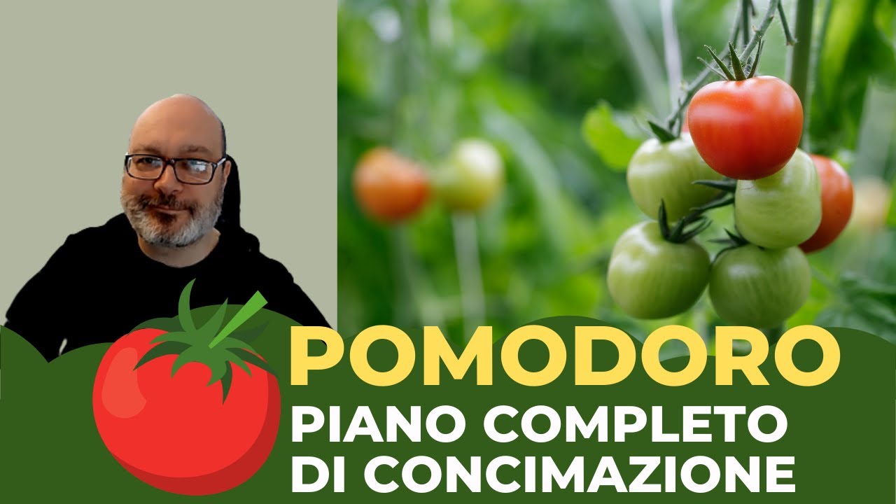 Concimare i pomodori: come creare un piano professionale e completo