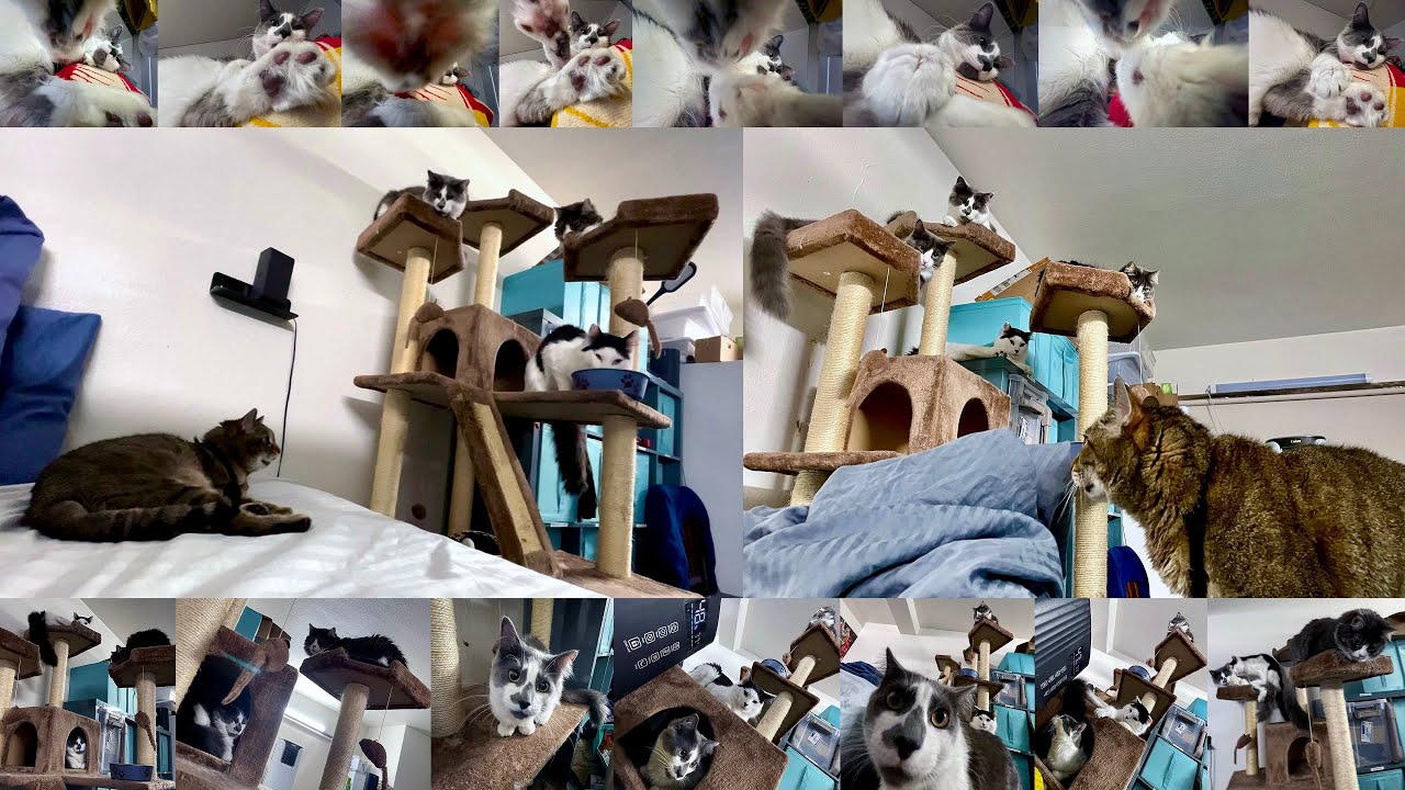 Tiger’s Carol of the Cats