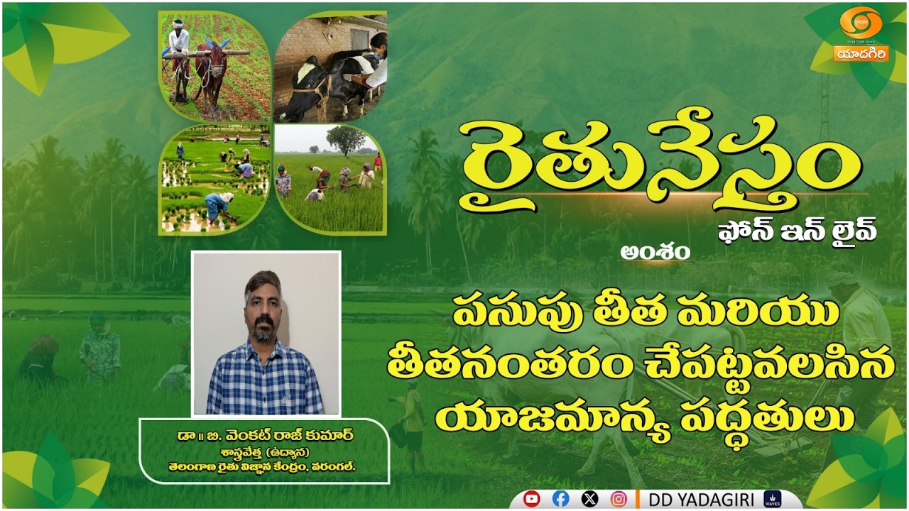 రైతునేస్తం | పసుపు తీత మరియు  తీతానంతరం చేపట్టవలసిన యాజమాన్య పద్ధతులు... | #Raithunestham - Live