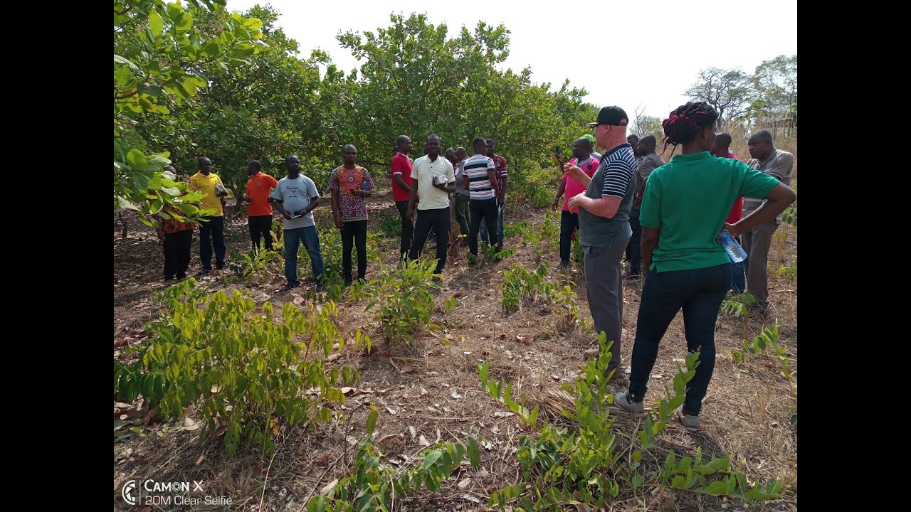 The effect of unexpected rains on the yield of tree crops, especially cashew farmers, pt1