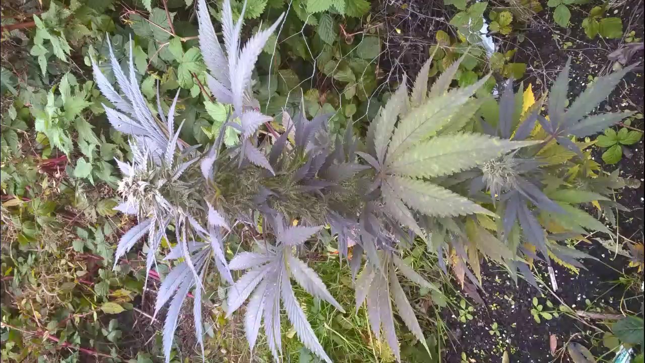 Outdoor growing UK: Hso Bubba's Gift,Heavyweight seeds Fruit punch & bag seed Haze