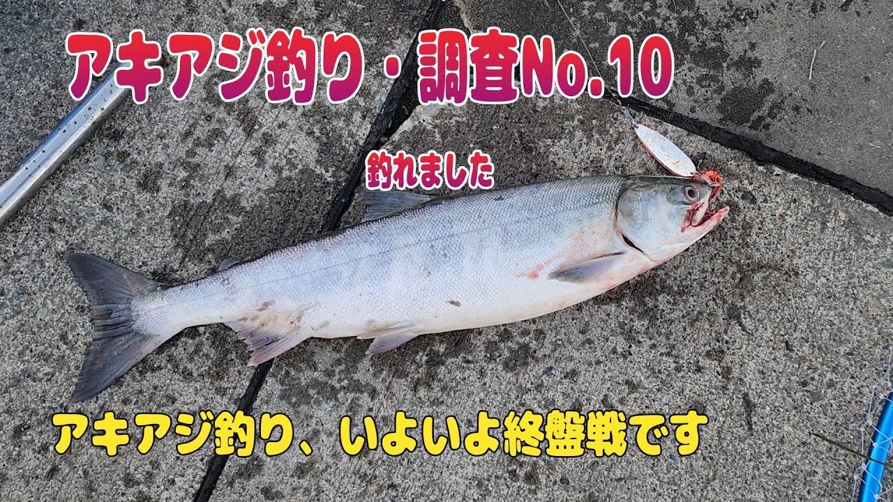 アキアジ釣り調査 No 10 終盤戦です 10 月19日釣れてます、なんて情報で行って来ました。待望のヒット！です釣れて良かったです