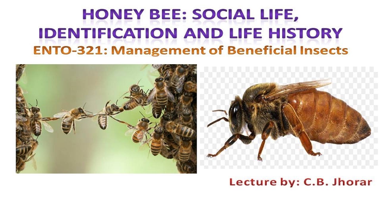 ENTO 321  Lecture 2: Honey Bee Production (Social life, Identification and life history)
