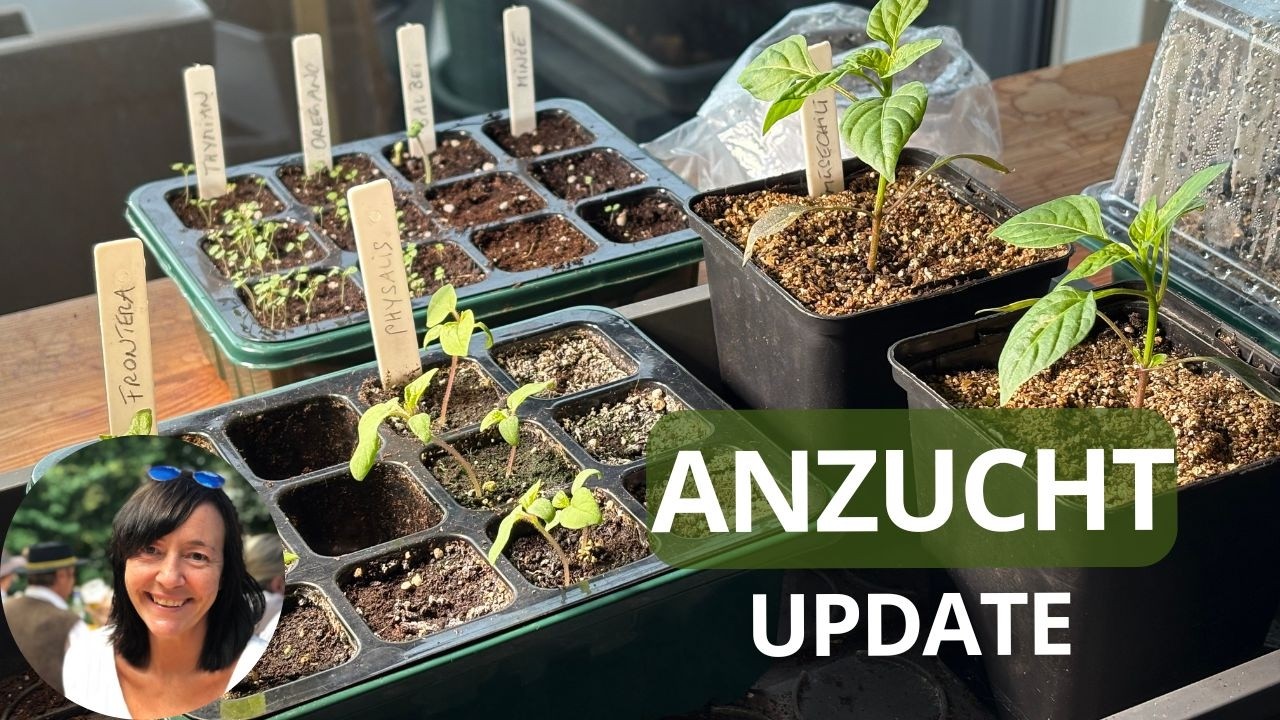 Anzucht Update - das hat sich bei den Aussaaten von Januar und Februar getan