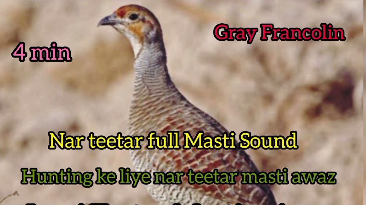 Nar teetar masti awaz teetar video Dakhe Irani teetar masti awaz #birds #viralshort #teetarawaz 