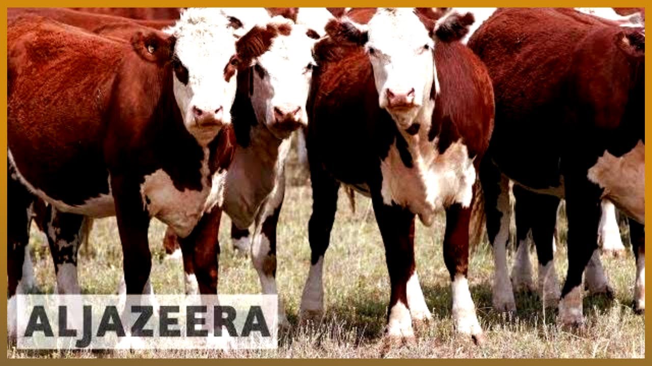🇦🇺 Import tariffs on Australian beef set to fall | Al Jazeera English