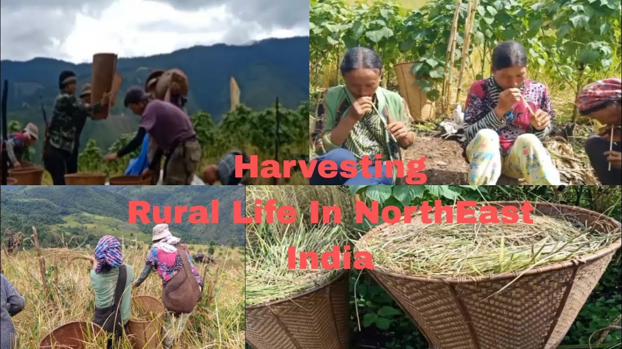 Rural Life Harvesting | Choklangan|India 🇮🇳-Myanmar Border|@Ongchiu Lam
