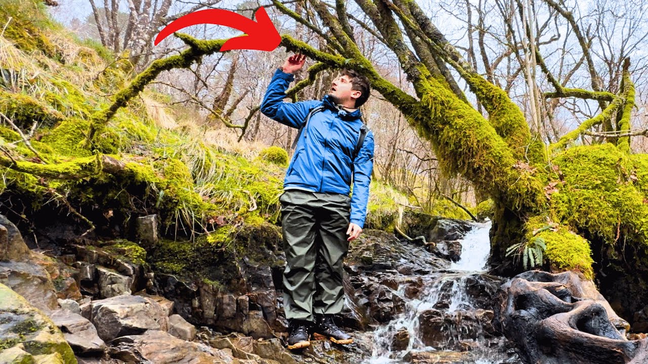 I found something incredible in Scotland's Rainforest