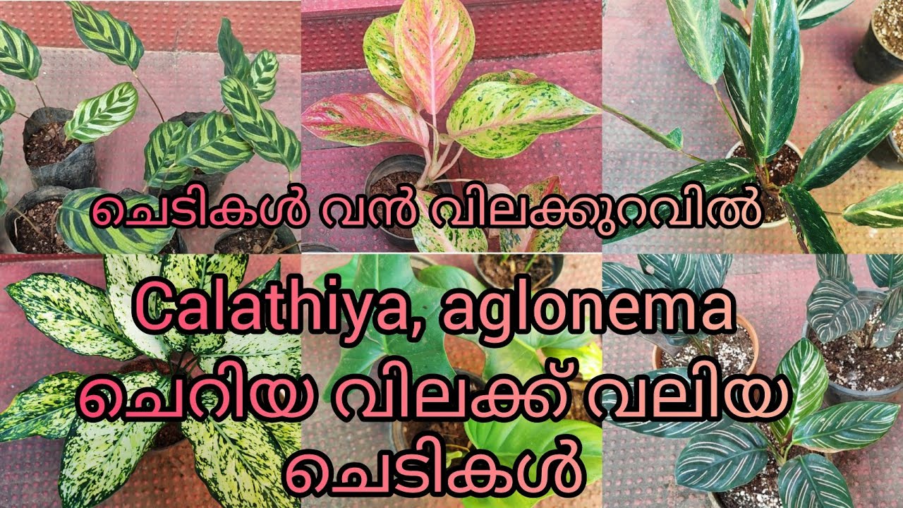 20 രൂപ മുതൽ ചെടികൾ /low cost plants sale ph 9446493216