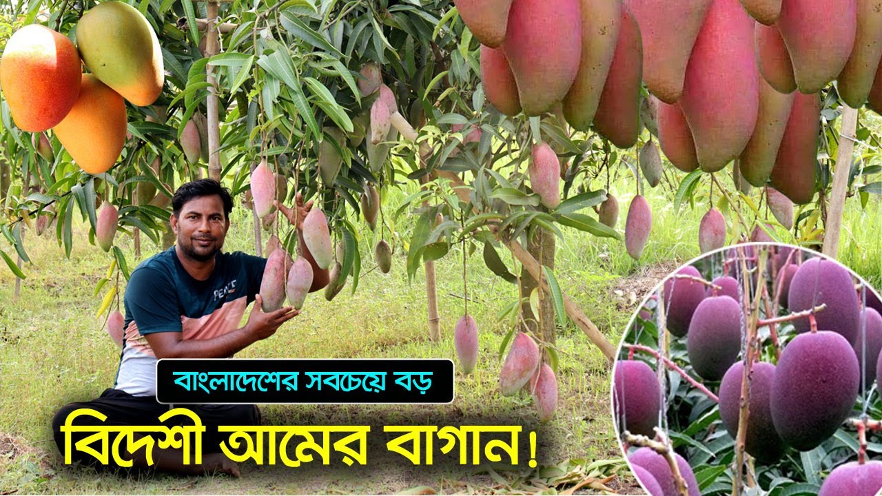 মফিজুর রহমান মাফি এর বিদেশী আম বাগান | উদ্যোক্তার খোঁজে