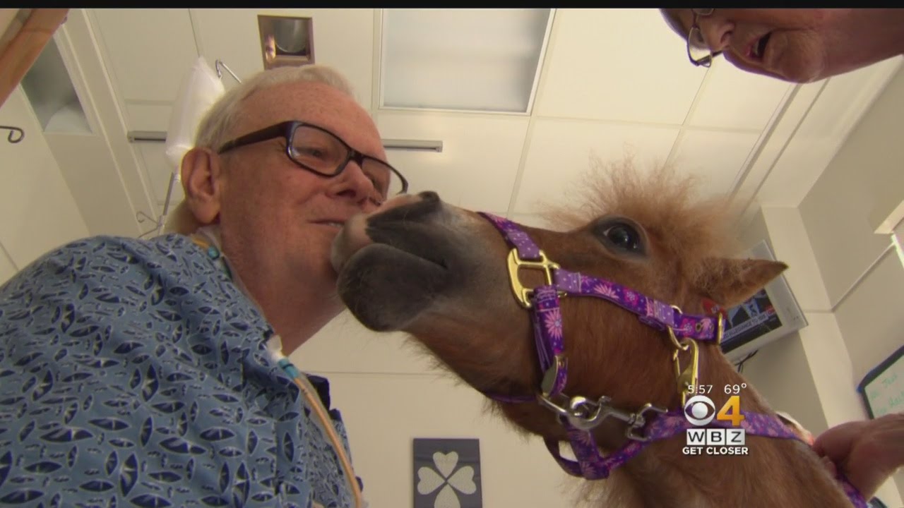 Therapy Horse Helps Patients Heal At Tufts Medical Center