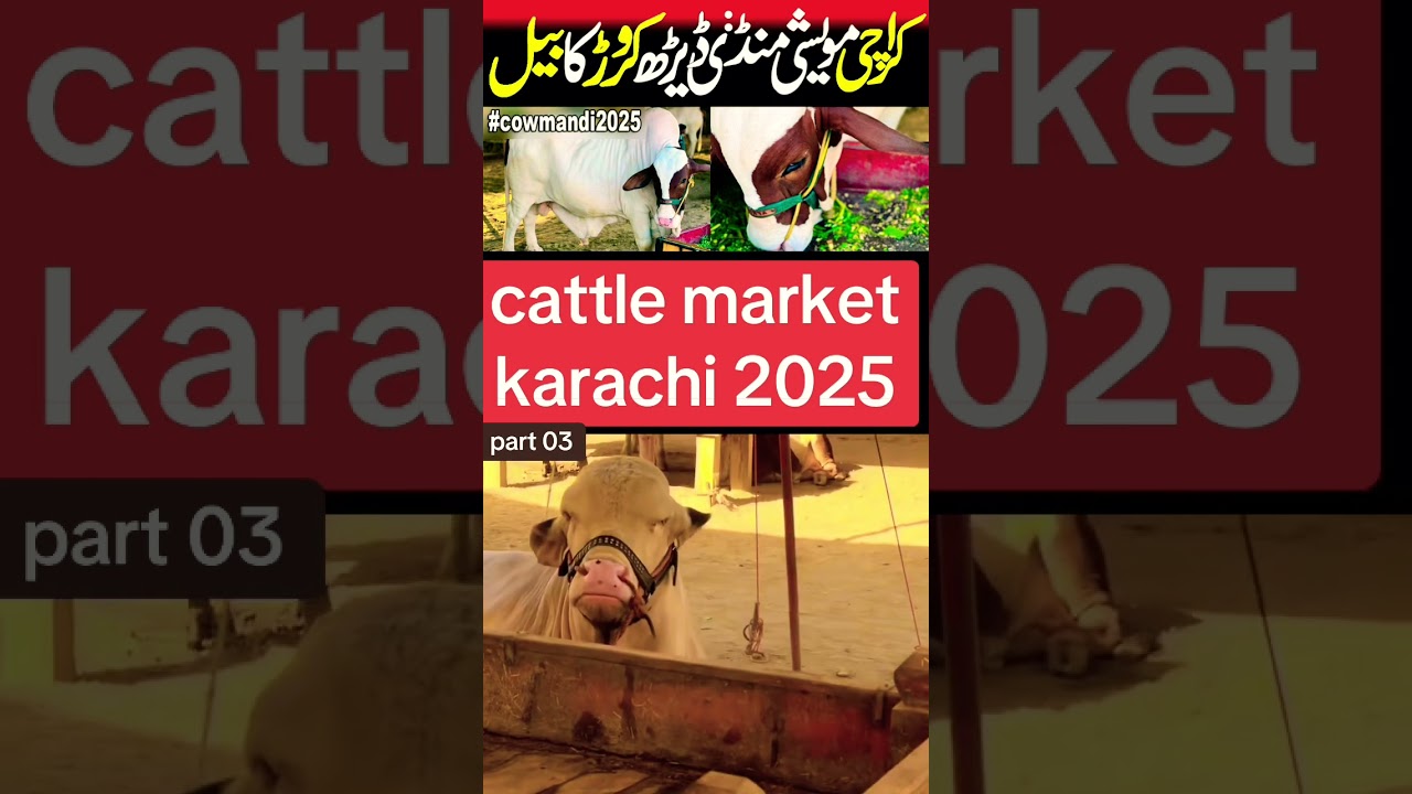 cattle market karachi | maweshi mandi ka pehla soda | most expensive animals