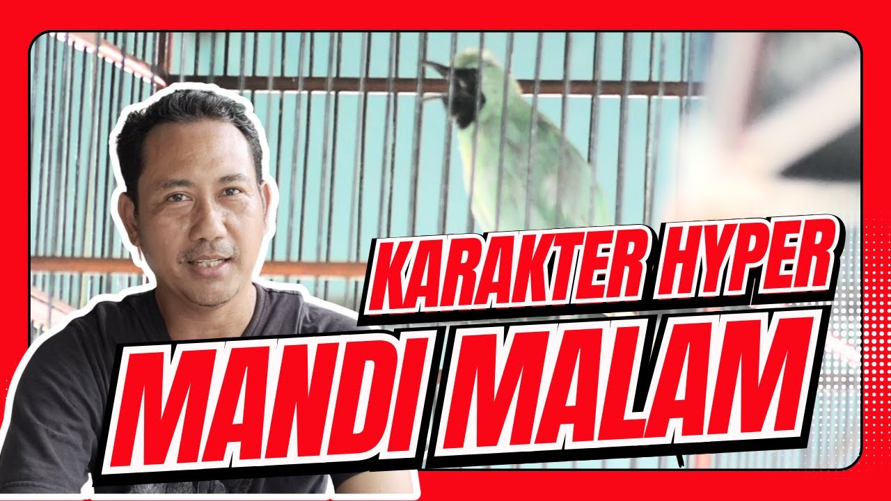 Cucak Ijo Hyper Karakter cucak ijo hiper cak ijo mandi malam CUCAK IJO BIRAHI TINGGI jamtrok HoBi ID