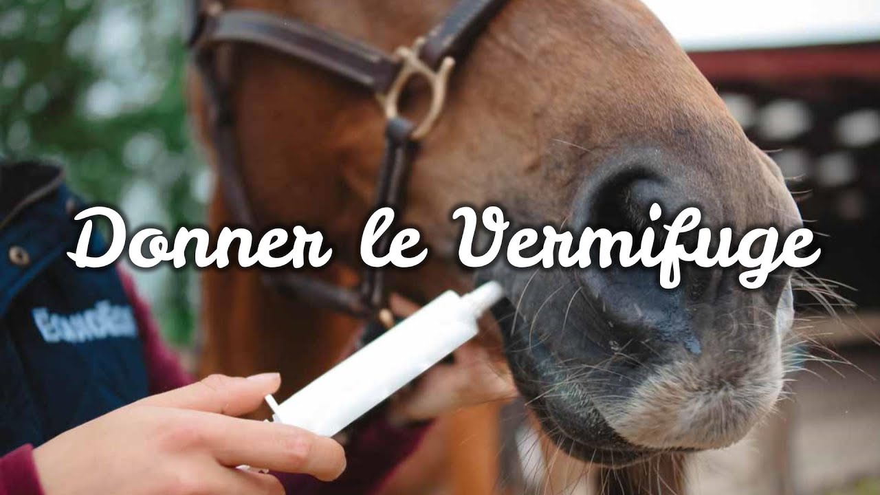 Comment donner le vermifuge à mon cheval