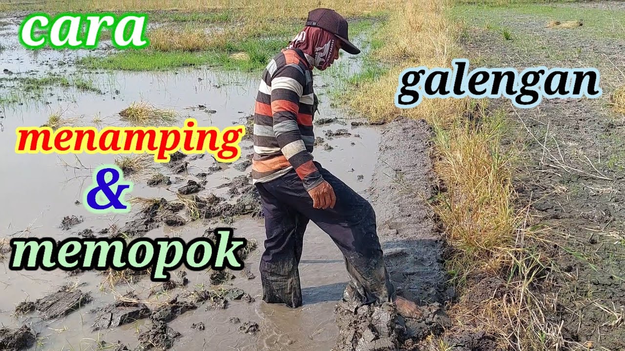 cara menamping dan memopok galengan sawah