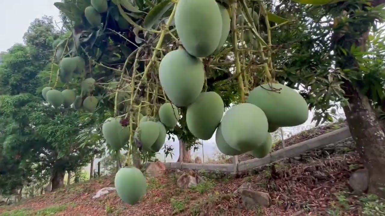 Regenerative Agroforestry in Honduras - DRY SEASON UPDATE