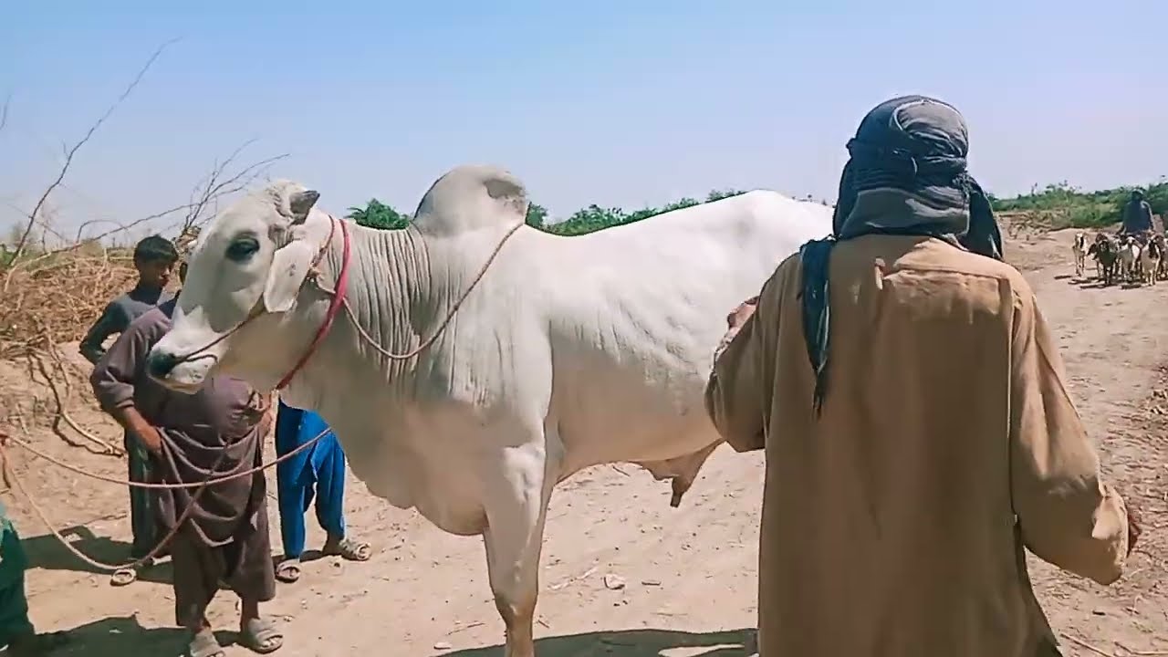 Sibbi bull Haji shahar sibbi Balochistan