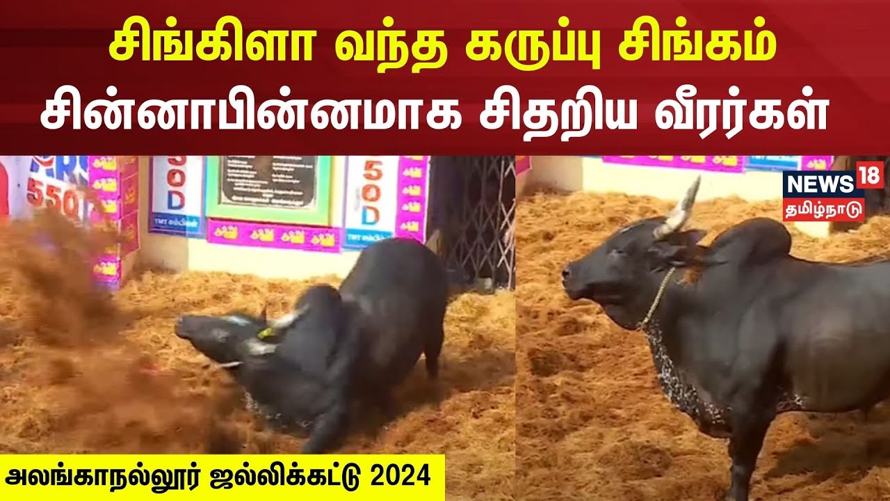 சிங்கிளா வந்த சிங்கம் - சின்னாபின்னமாக சிதறிய மாடு பிடி வீரர்கள் | Alanganallur Jallikattu