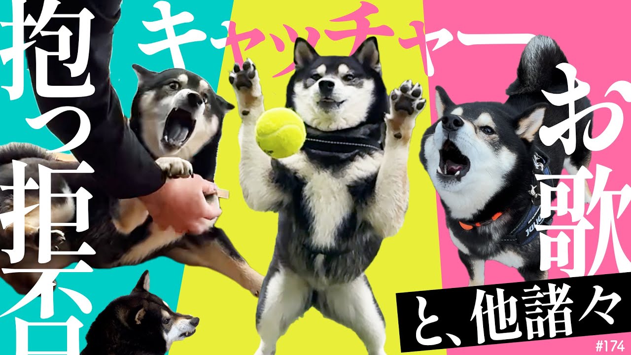 好き放題生きてる柴犬の日常 詰め合わせ
