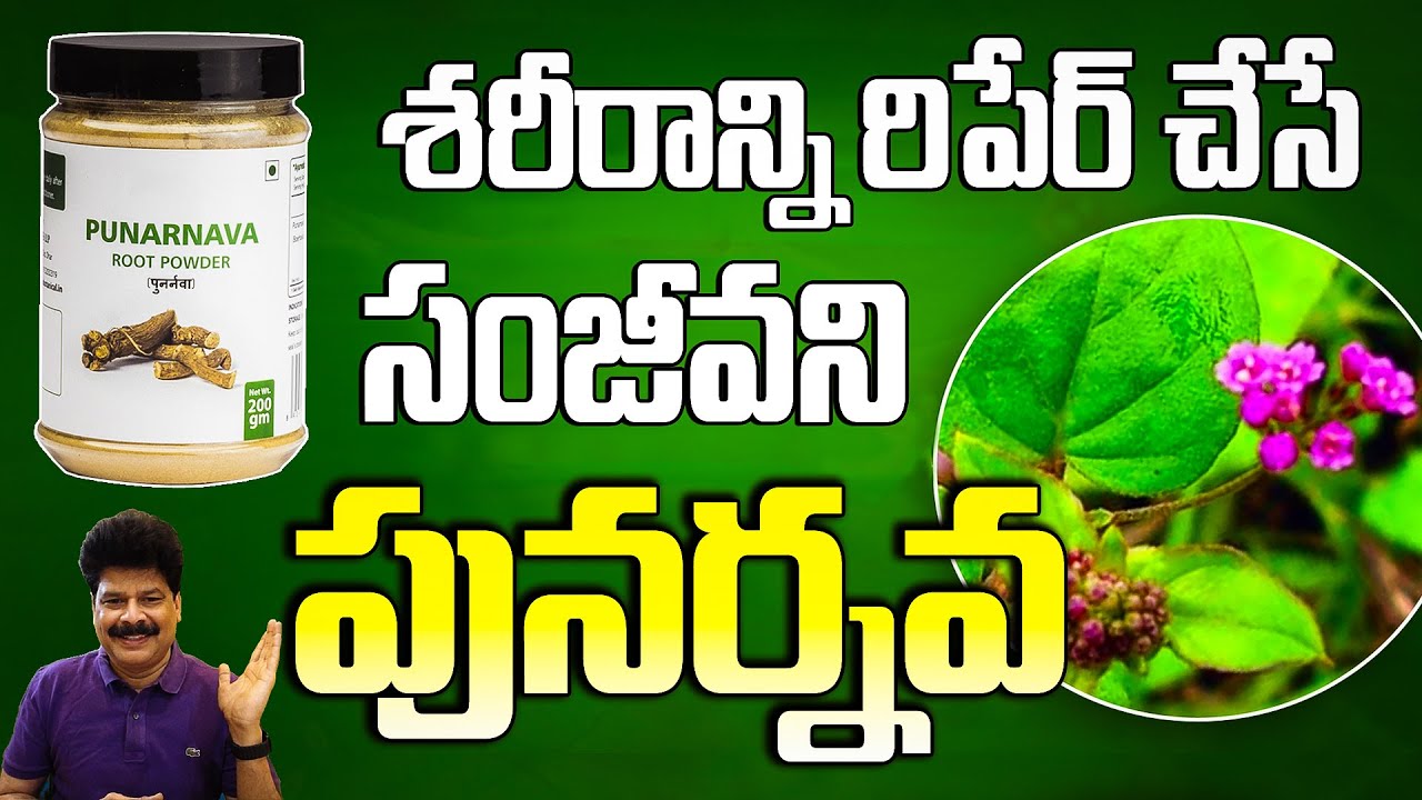 శరీరాన్ని మొత్తం రిపేర్ చేసే పునర్నవ| Powerful Leaf to Purify Blood | Kidney Problems | Punarnava