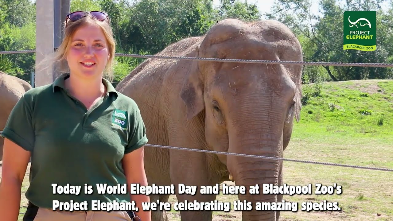 World Elephant Day 2022 | Blackpool Zoo
