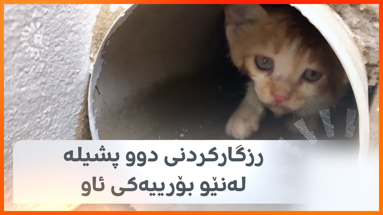 بە ڤیدیۆ ببینە چەند گەنجێک چۆن ژیانی دوو پشیلە لەنێو بۆرییەکەی ئاودا رزگاردەکەن