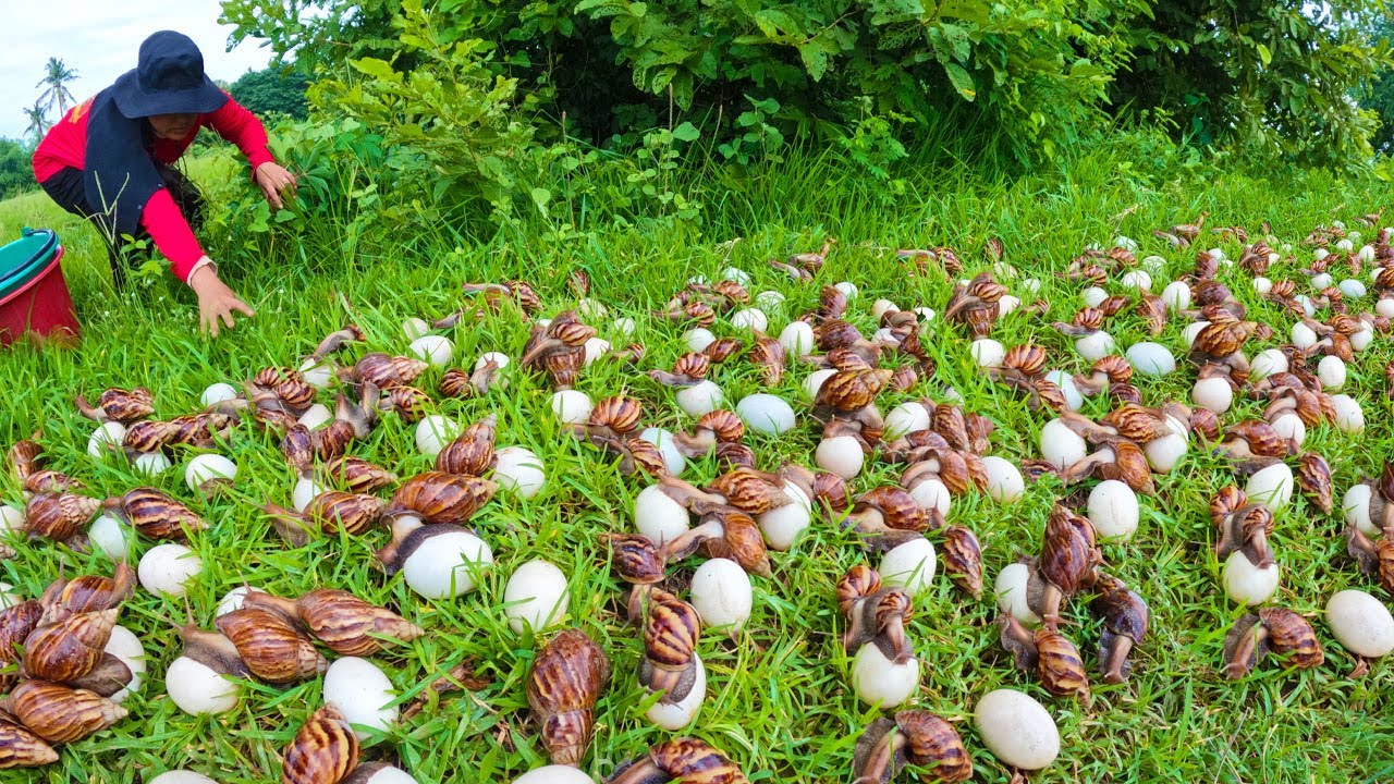 You Won’t Believe How Many Snails Are Hiding in This Grass!