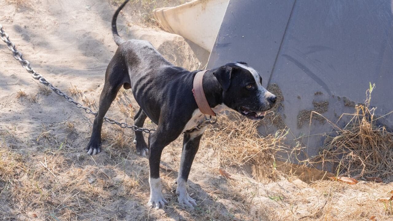 Agents rescue 160 dogs, seize drugs, guns in S.C. dogfighting operation
