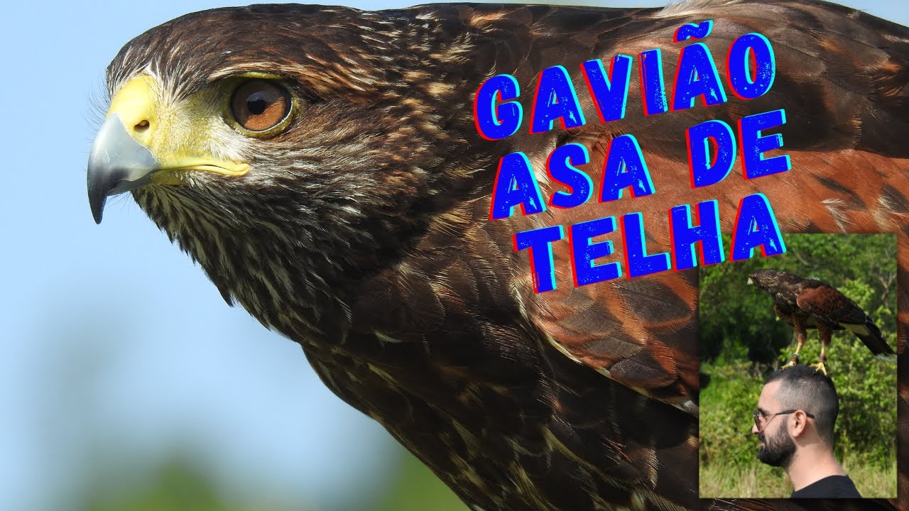 Gavião Asa de Telha treinado