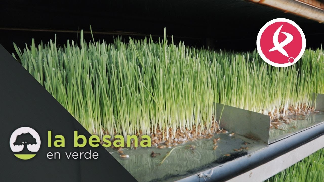 Cabinas para cultivar sin tierra | La Besana en Verde