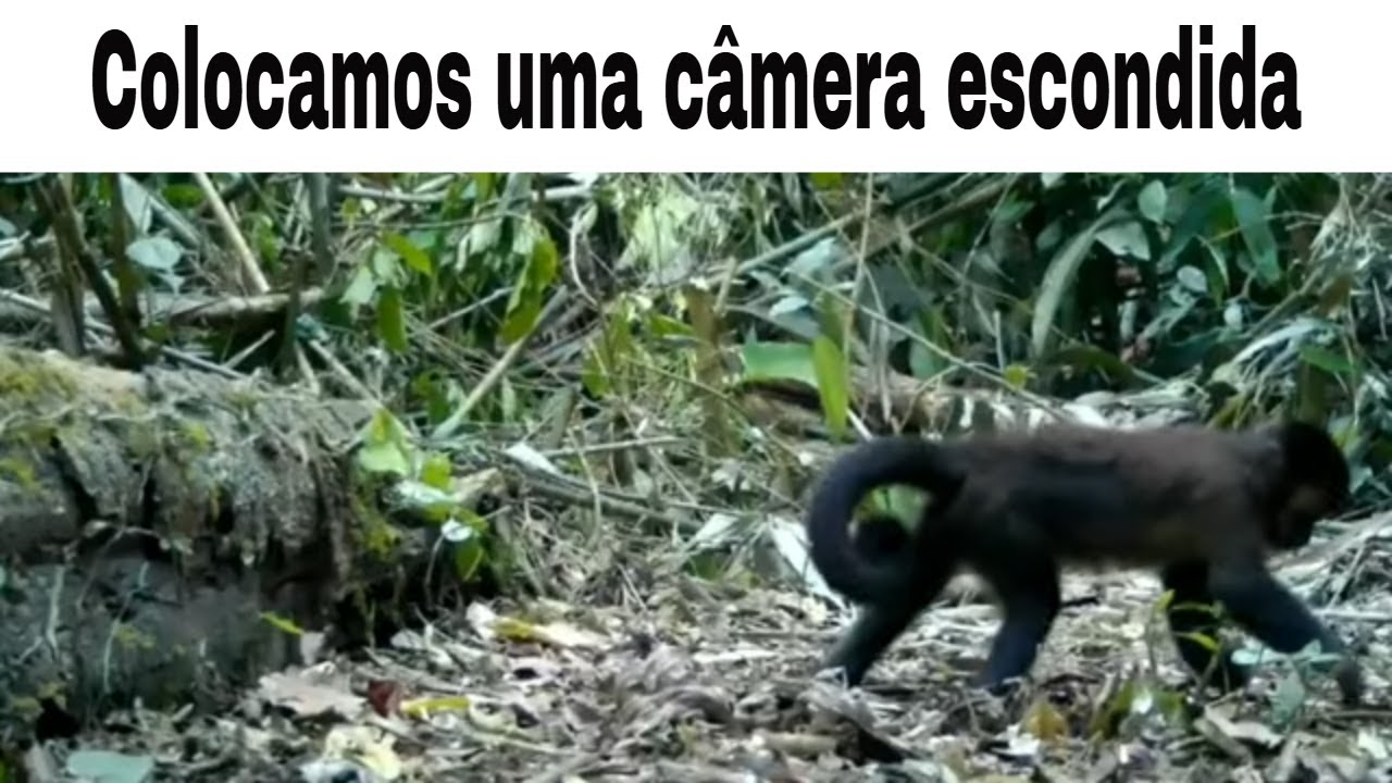 Trilha -  Pico - Animais - Floresta / Colocamos uma câmera escondida...