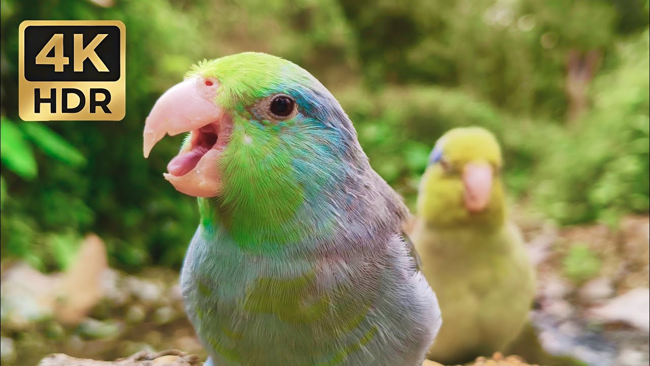 The Captivating Beauty of Wild Pacific Parrotlets | Relaxing Chirps & Nature Sounds