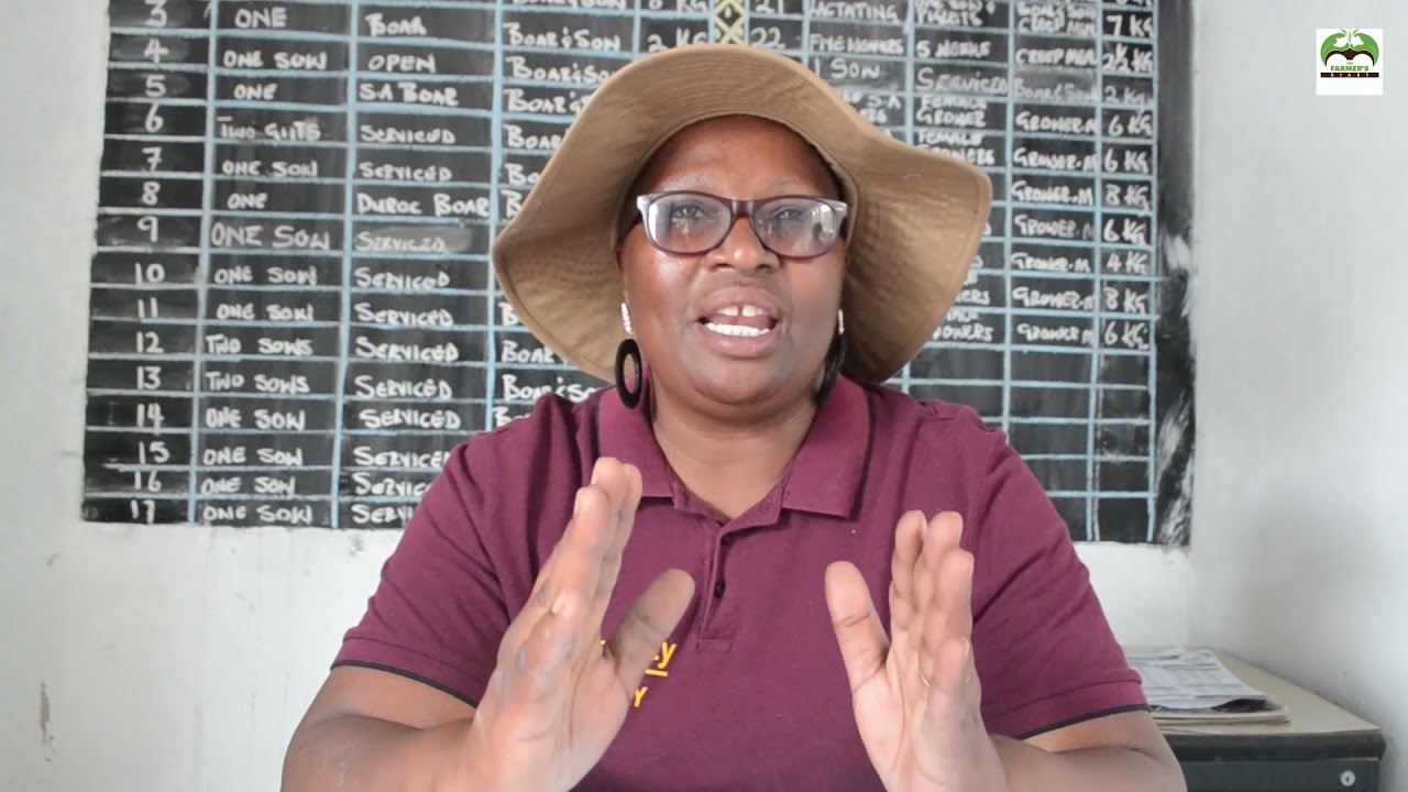 smart pig farming in zimbabwe-no smell -artificial insemination