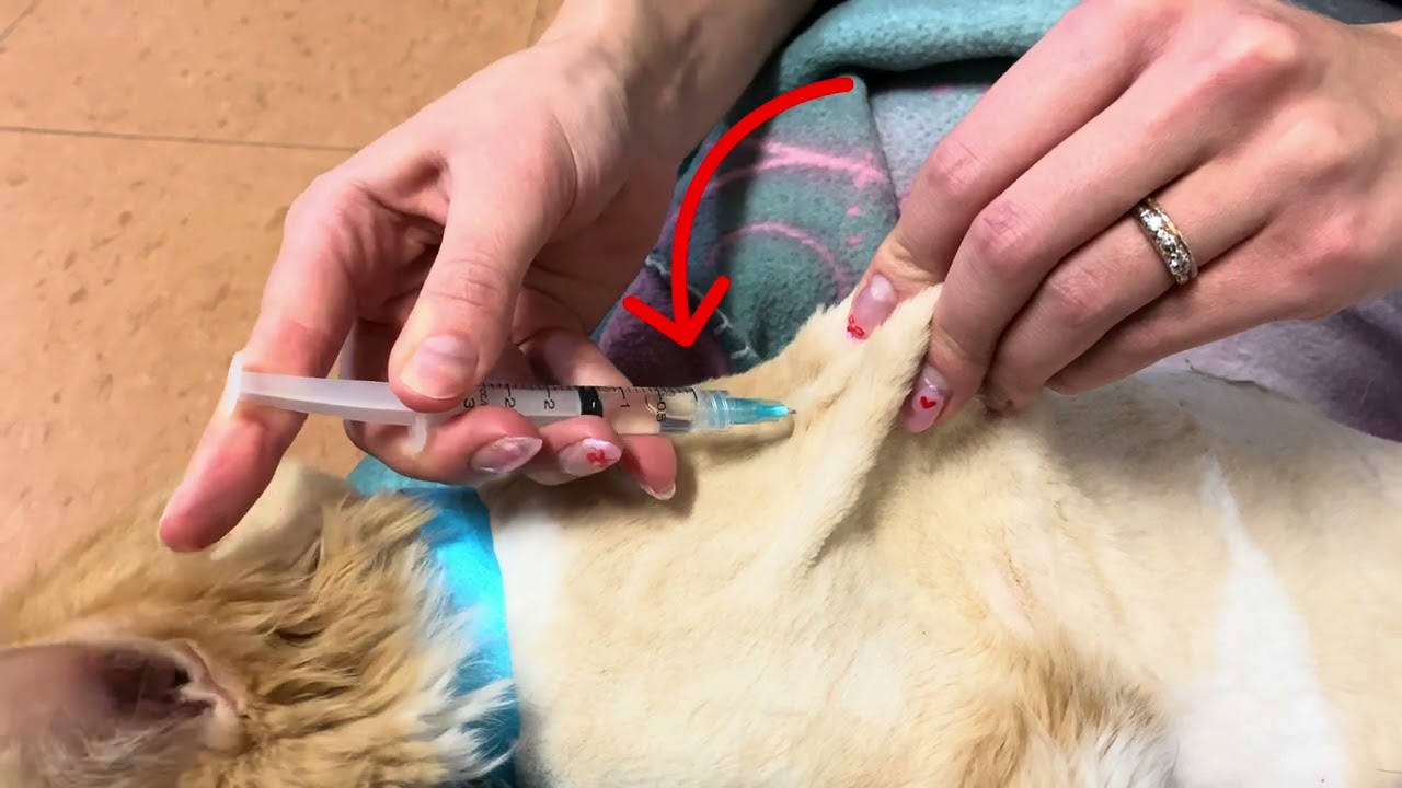Injection sous-cutanée chez le chat et le chien💉🐈🐕