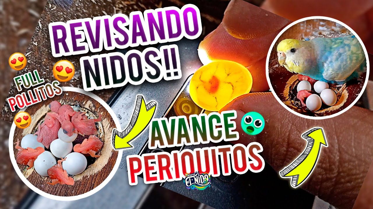 REVISANDO NIDOS MUCHOS HUEVITOS Y POLLITOS DE PERIQUITOS AUSTRALIANOS #periquitosaustralianos #birds