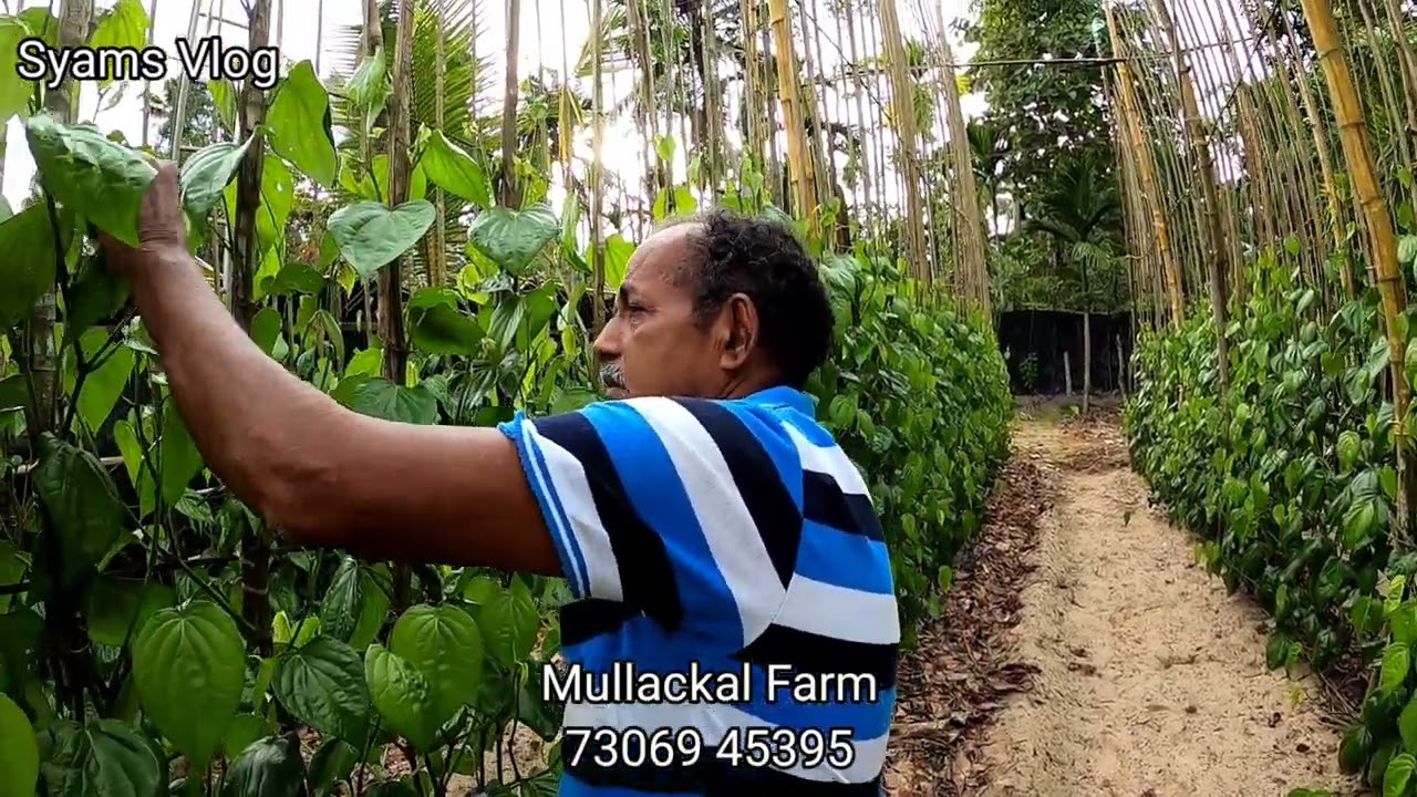 കർഷകരെ ചതിക്കാത്ത ഒരേ ഒരു കൃഷി, 4 ദിവസം കൂടുമ്പോൾ വരുമാനം|Betel Leaf Farming