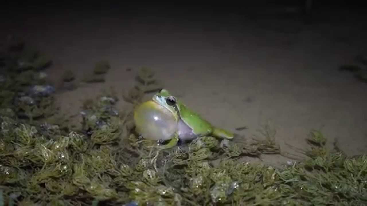 Kleinasiatischer Laubfrosch - Hyla savignyi