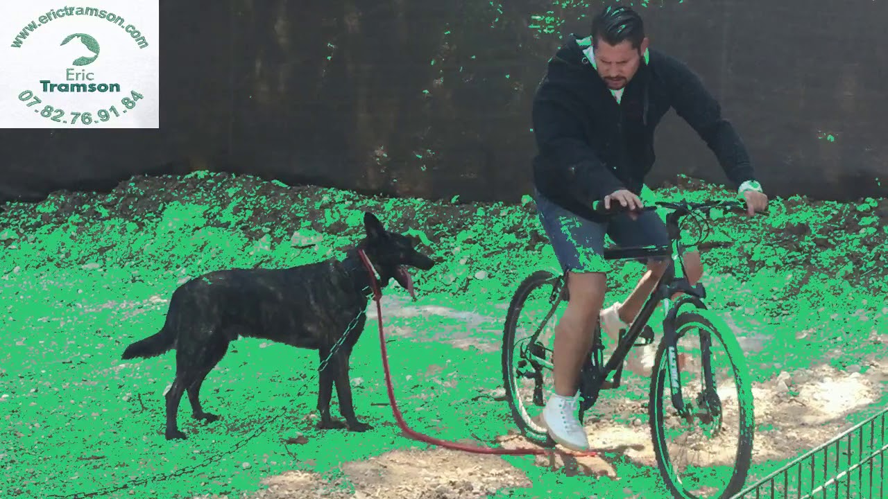 Test d’agressivité effectué sur un chien Berger Hollandais agressif réalisé par Eric Tramson
