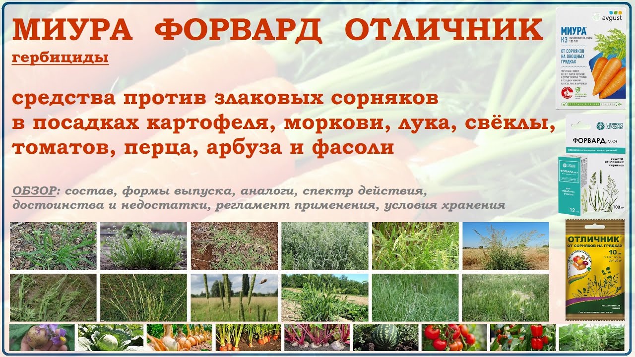 Миура, Форвард и Отличник - гербициды для обработки картофеля, томатов, моркови от злаковых сорняков