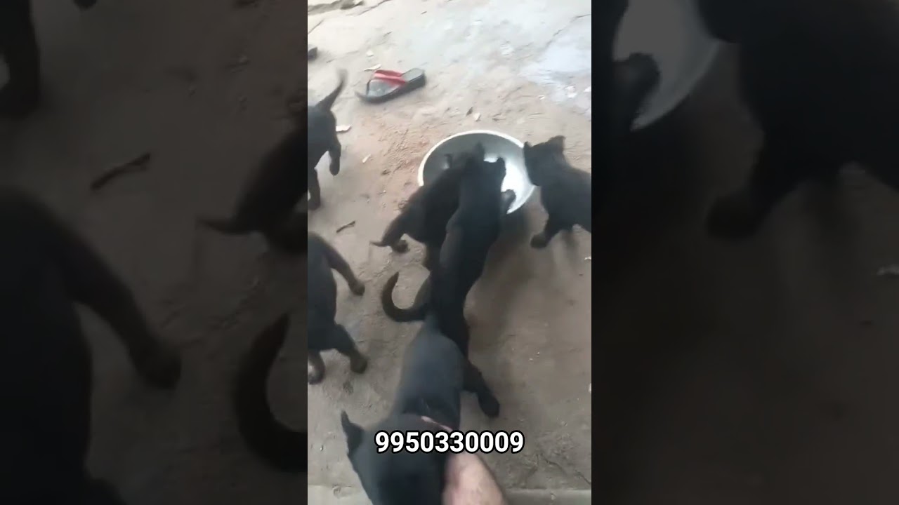 Dark Color Belgium Malinois Puppy Sale India #trending #trrndingshorts #shortfeed #shortvideo #dogs