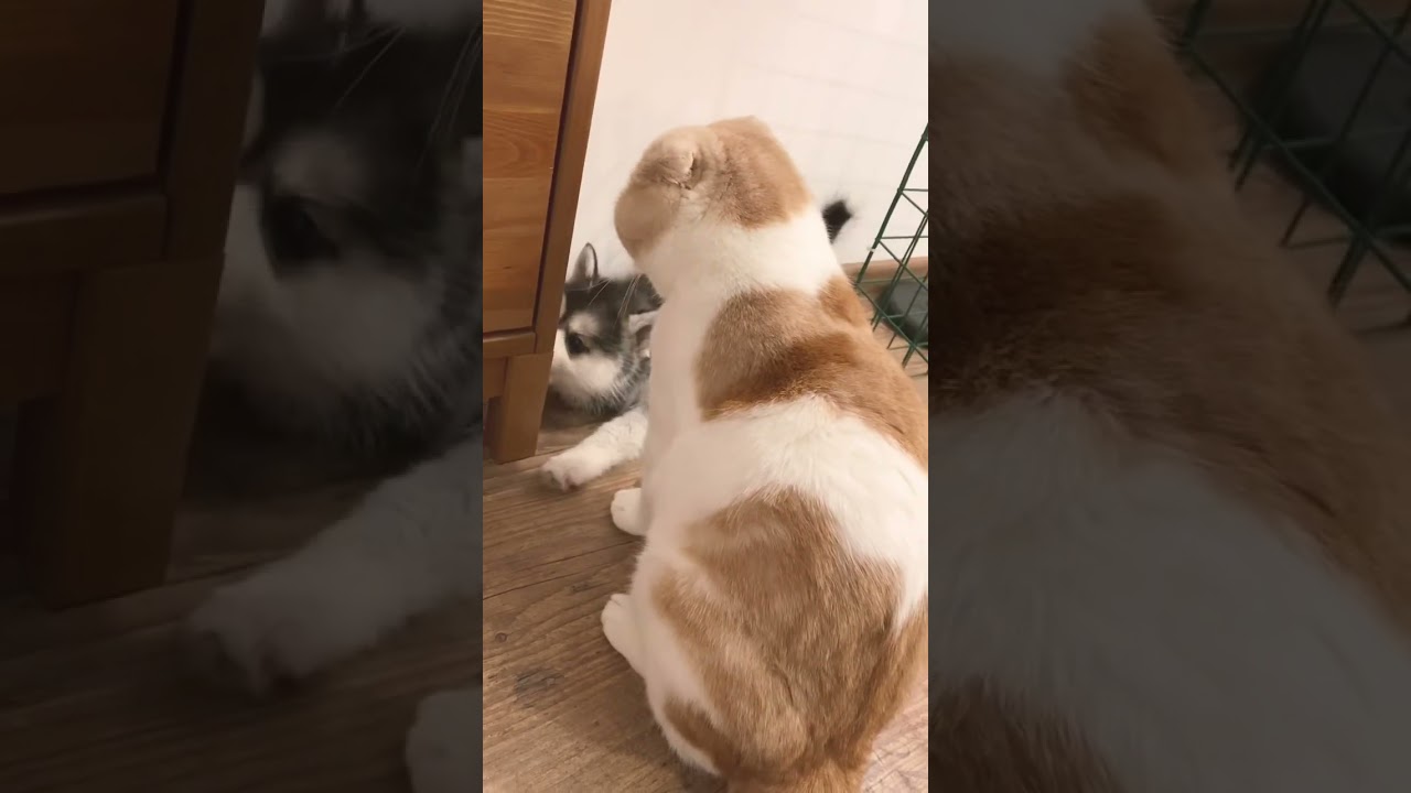 Puppy Pomsky vs cat (поиски против кота) #pomsky #dog #помски #pomskylife #cat #fight #puppy #traini