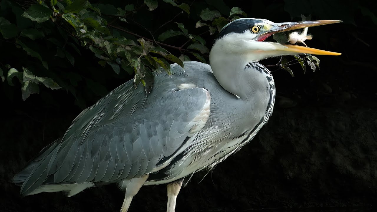 Graureiher beim Fischfang im M&uuml;nchner Stadtpark Graureiher f&auml;ngt Fisch 4k UHD