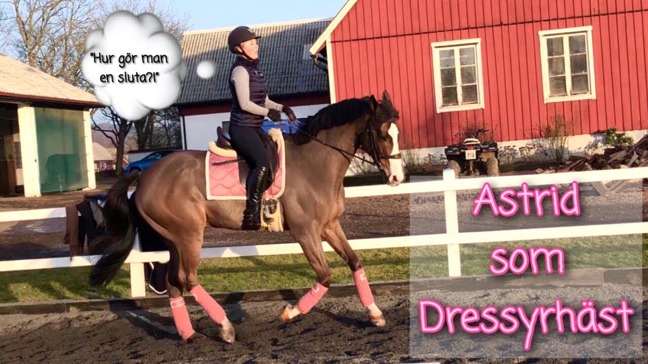 TRÄNAR DRESSYR INFÖR NORWEIGAN HORSE FESTIVAL