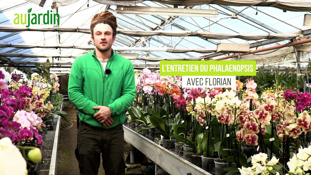 Quel ENTRETIEN pour faire REFLEURIR l'ORCHIDÉE PHALAENOPSIS ? 🌸