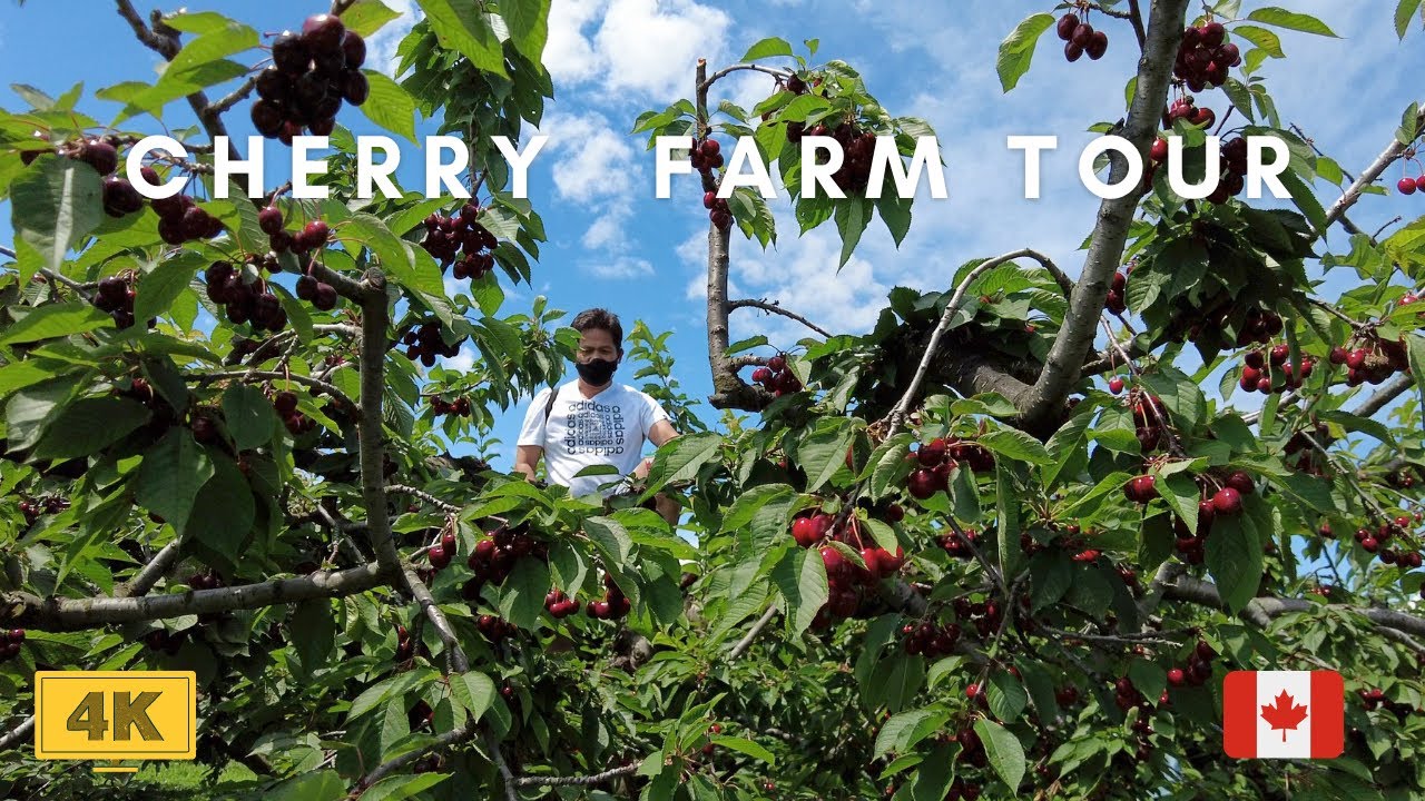 Cherry Picking Farm Tour- ( Pick Your Own Cherries )- Healthy Eating for Kids ( 4K ) July 2nd, 2021