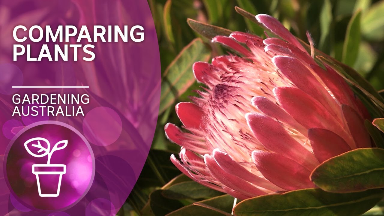 Differences and similarities of plants around the world | Discovery | Gardening Australia