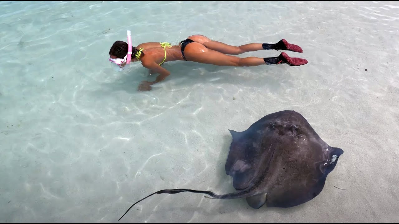 Swimming with SHARKS & Stingrays in the BAHAMAS