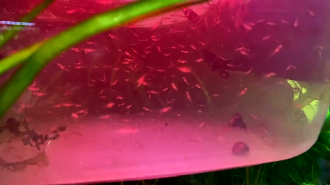 Notropis chrosomus eggs hatching and fry growing