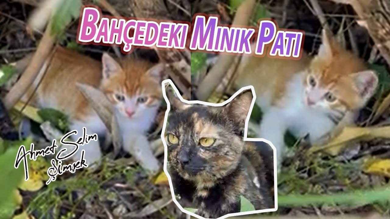 Bah&ccedil;edeki Minik Pati. @CatsandGold